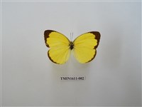 藏品(亮色黃蝶)的圖片